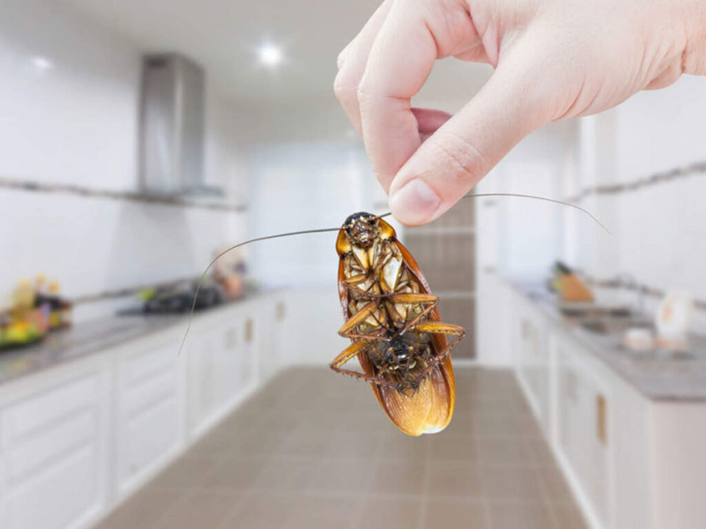 How Can Cockroach Infestation Affect Your House? Free Bie Happy